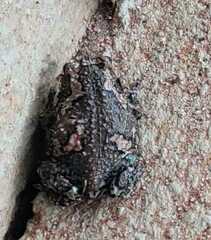 Uperodon taprobanicus