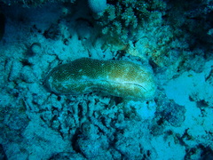 Ctenactis