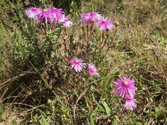 Lampranthus elegans