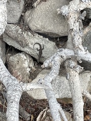 Mediodactylus kotschyi