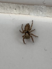 Pseudeuophrys lanigera