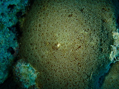 Goniopora