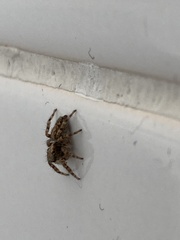 Pseudeuophrys lanigera