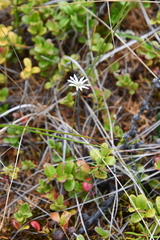 Stellaria peduncularis