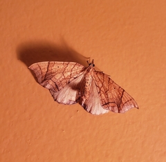 Eulithis diversilineata