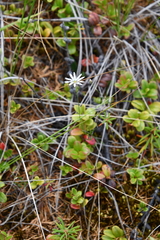 Stellaria peduncularis
