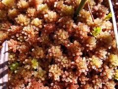 Sphagnum capillifolium