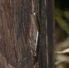 Pachyiulus flavipes