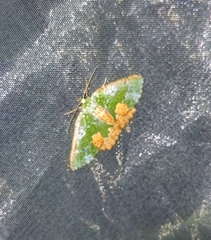 Eucyclodes albisparsa