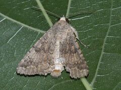 Pandesma robusta