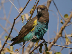 Poicephalus meyeri