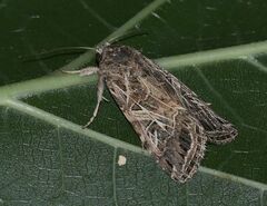 Spodoptera littoralis