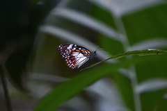 Danaus affinis