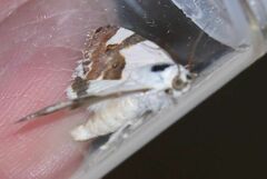 Acontia lucida