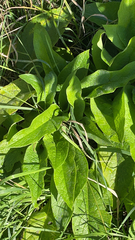 Symphytum officinale