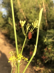 Graphosoma italicum italicum