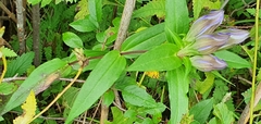 Gentiana scabra buergeri