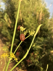 Graphosoma italicum italicum