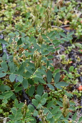 Astragalus frigidus