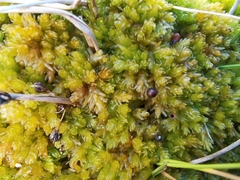 Sphagnum compactum