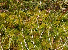Sphagnum compactum