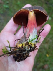 Neoboletus