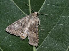 Pandesma robusta