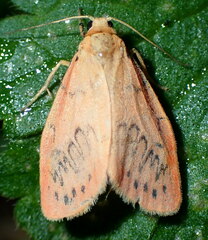 Miltochrista miniata