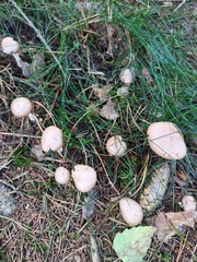 Marasmius oreades