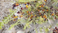 Bossiaea ornata
