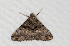 Gastrinodes argoplaca