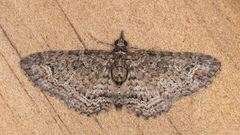 Pasiphilodes testulata