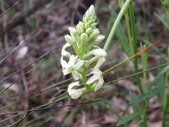 Stackhousia