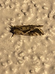 Chrysodeixis