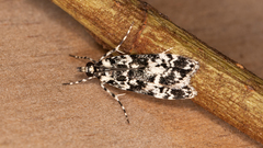 Scoparia exhibitalis