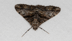 Gastrinodes argoplaca