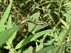 Xanthodes transversa