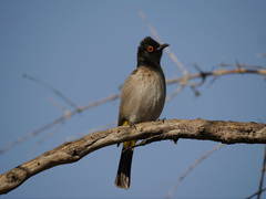 Pycnonotus nigricans