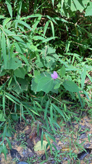 Xanthodes transversa