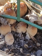 Coprinellus micaceus
