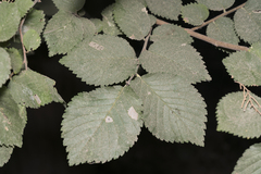 Ulmus minor canescens