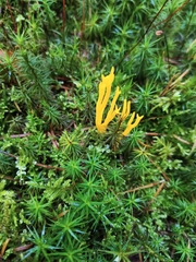 Calocera viscosa