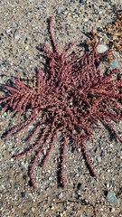 Suaeda corniculata