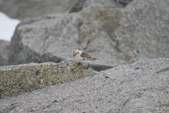 Plectrophenax nivalis