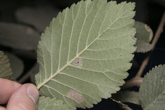 Ulmus minor canescens