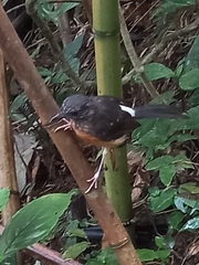 Copsychus malabaricus