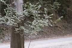 Ulmus minor canescens