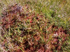 Sphagnum capillifolium