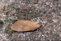 Euhampsonia cristata
