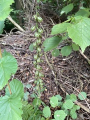 Epipactis